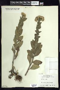 Solidago rigida image