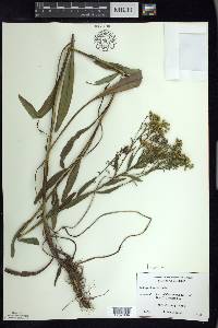 Solidago ohioensis image