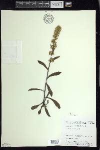 Solidago hispida image