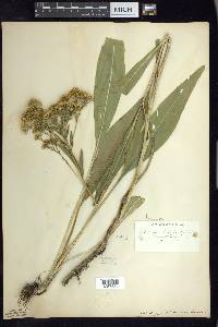 Solidago ohioensis image