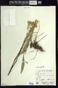 Solidago ohioensis image