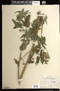 Sonchus oleraceus image