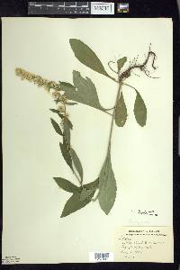 Solidago hispida image