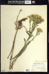 Solidago ohioensis image