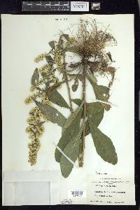 Solidago hispida image