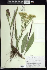 Solidago ohioensis image