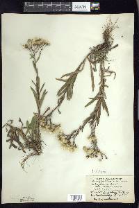 Solidago ptarmicoides image