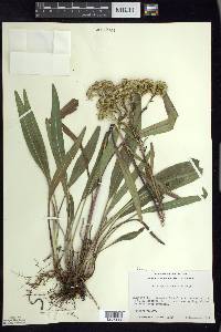 Solidago ohioensis image