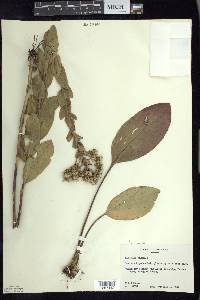 Solidago rigida image