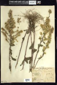 Solidago hispida image