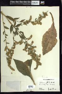 Solidago patula image