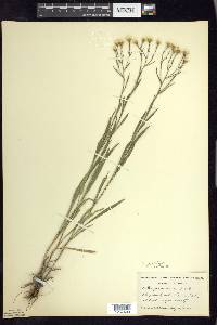 Solidago ptarmicoides image