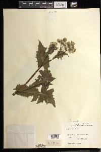 Sonchus oleraceus image