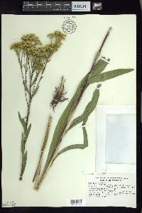 Solidago ohioensis image