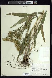 Solidago ohioensis image