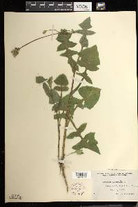 Sonchus oleraceus image