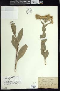 Solidago rigida image