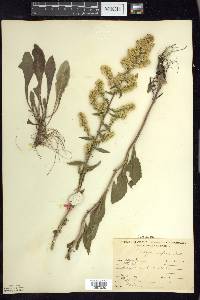 Solidago hispida image