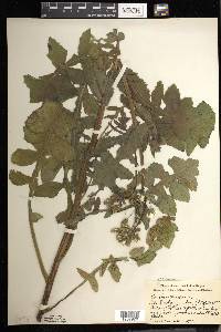 Sonchus oleraceus image