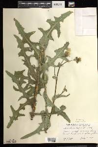 Sonchus arvensis image