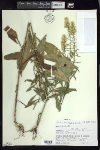 Solidago speciosa image