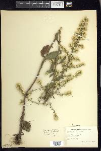 Solidago hispida image