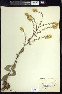 Solidago hispida image