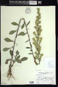 Solidago hispida image