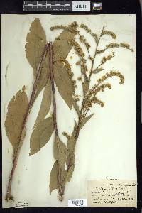 Solidago patula image