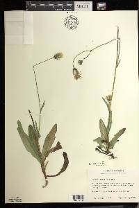 Sonchus arvensis image