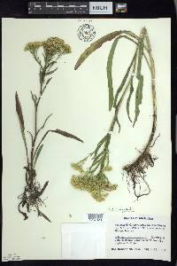 Solidago ohioensis image