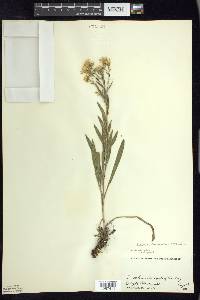 Solidago ptarmicoides image