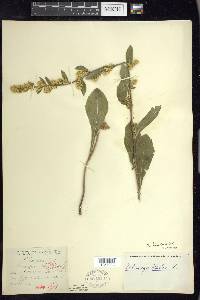 Solidago hispida image