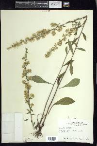 Solidago hispida image