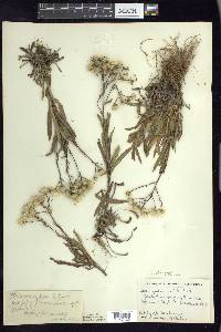 Solidago ptarmicoides image