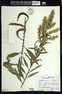 Solidago speciosa image