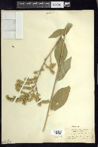 Solidago patula image