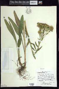 Solidago ohioensis image