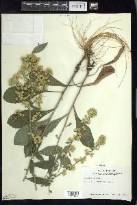 Solidago hispida image