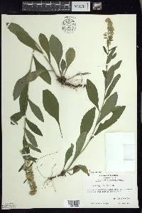 Solidago hispida image