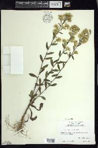 Solidago hispida image