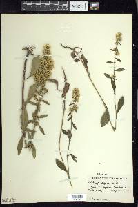 Solidago hispida image