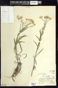 Solidago ptarmicoides image