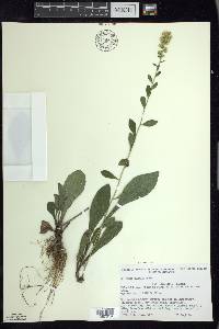 Solidago hispida image