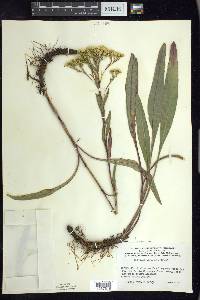 Solidago ohioensis image