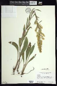 Solidago speciosa image