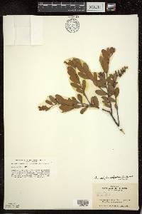 Chamaedaphne calyculata image