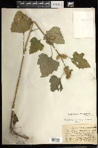 Xanthium strumarium var. glabratum image