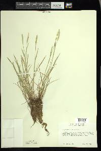 Alopecurus aequalis image