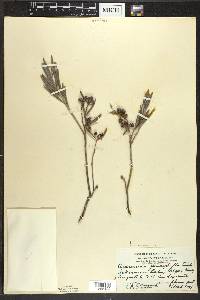 Andromeda polifolia image